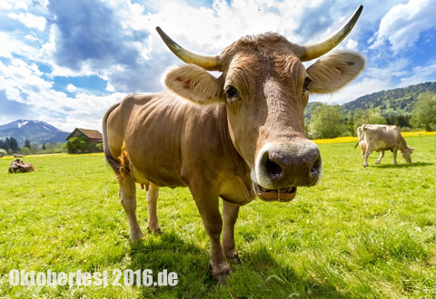 Infos zum 126. ZLF - Bayerischen Zentral Landwirtschaftsfest - Ausstellung und Messe in München