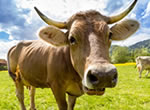 ZLF Landwirtschaftsfest vom Bayerischen Bauernverband